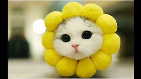 Cutest Pets In The World