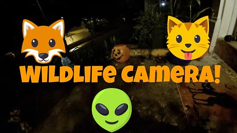 Sunday Wildlife And Feral cat Camera 🦊