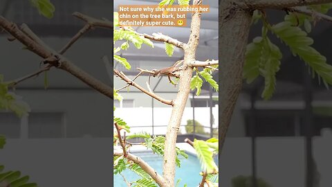 Female Green Anole rubbing chin on bonsai tamarind tree