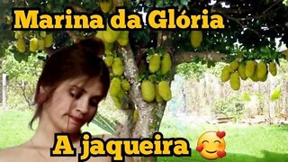 Escolinha do Professor Raimundo; Marina da Glória, a jaqueira