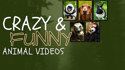 Title: Funniest Animal Videos that Will Make You ROFL! 😂🐾