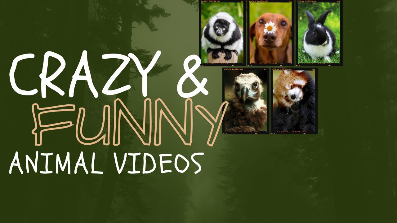 Title: Funniest Animal Videos that Will Make You ROFL! 😂🐾