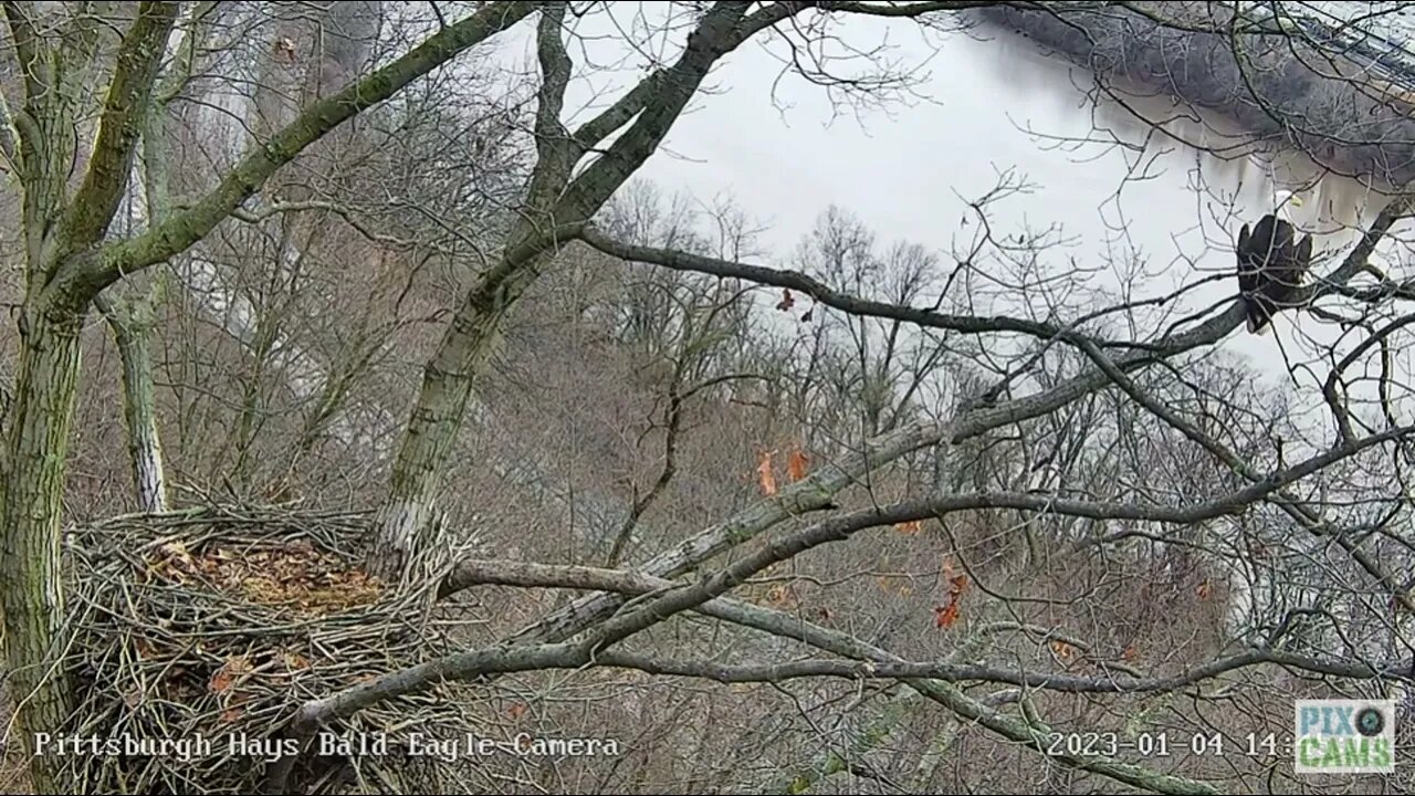 Hays Eagles Dad s Heraldic Pose on the Nest Branch 2023 01 04 14:45