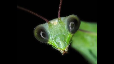 The Omen of the Praying Mantis