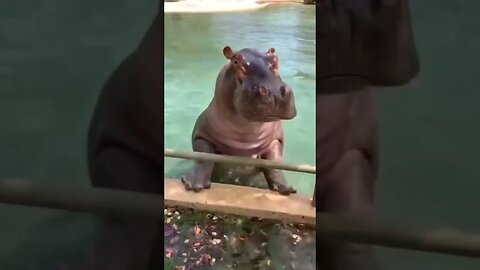 Diva #chuchodelchucho #shorts #humor #elcafetazo