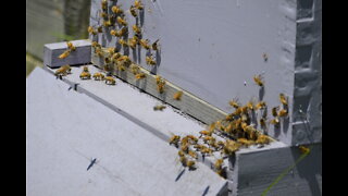 Mark's Backyard - March Bee update