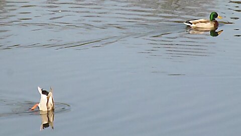 Beautiful mallard duck diving for food.