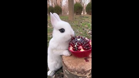 Little rabbit eats sweet and sour pomegranate, cute
