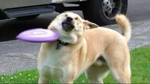 Funny Dog Videos Creative Commons |