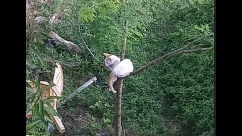 Cat Playing on Tree