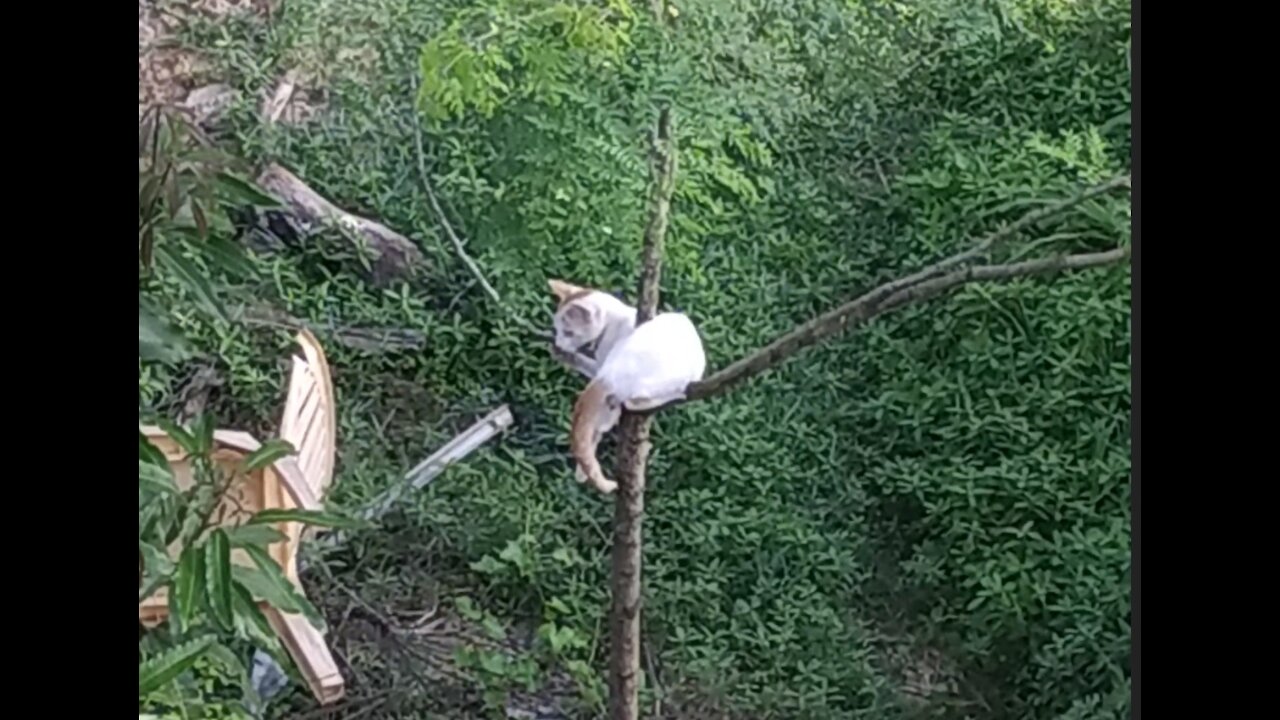 Cat Playing on Tree
