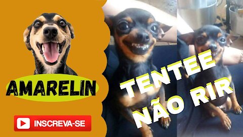 CANAL AMARELIN - THE FUNNIEST ANIMALS VIDEOS ON THE INTERNET