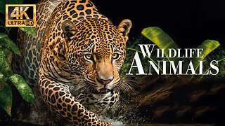 дикие животные 4k - Замечательный фильм о дикой природе с успокаивающей музыкой