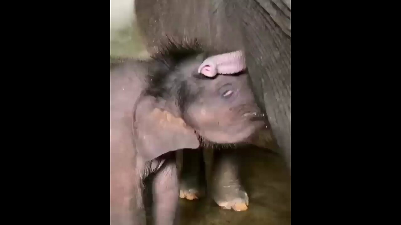 Cute baby elephant 😍