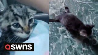 Kitten rescued after being thrown into river because it was 'paralysed'