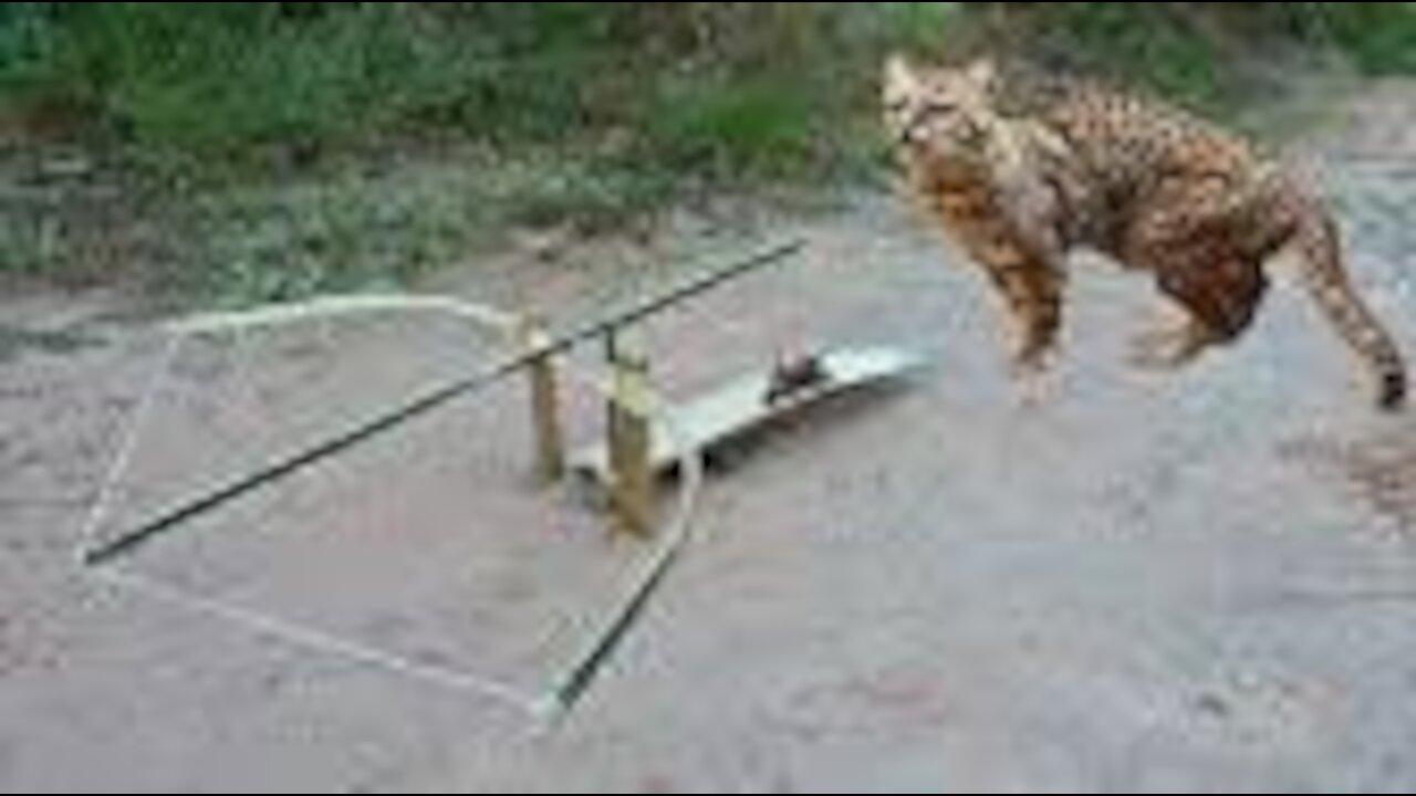 Traditional Creative Wild Cat Trap With Bamboo Arrows