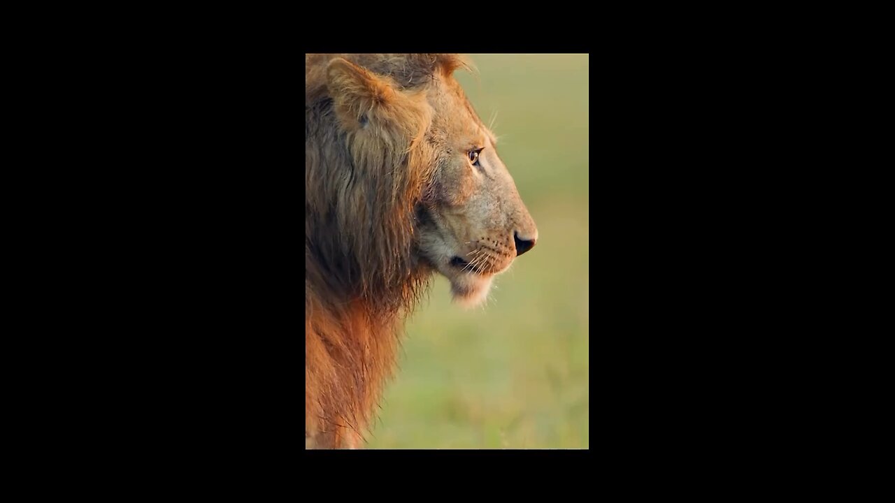 The king is never back down 🦁
