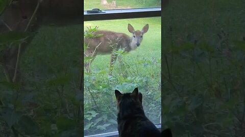 🐈 scares 🦌 away