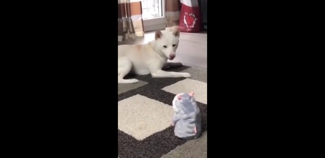Funny dog cute dog playing this dog will make you laugh