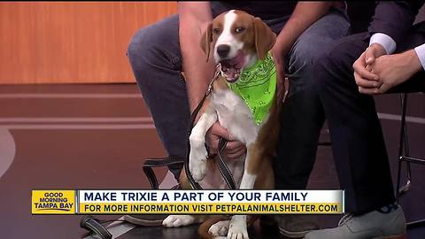 Pet of the week: Trixie is an energetic 6-month-old hound mix who needs a family of her own