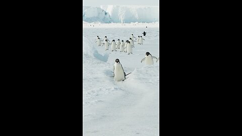 Funny Penguin 😅😍