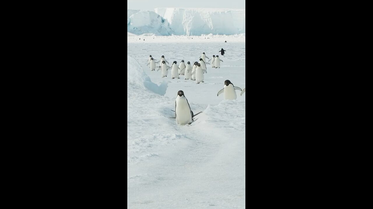 Funny Penguin 😅😍
