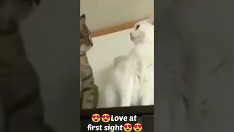 love at first sight