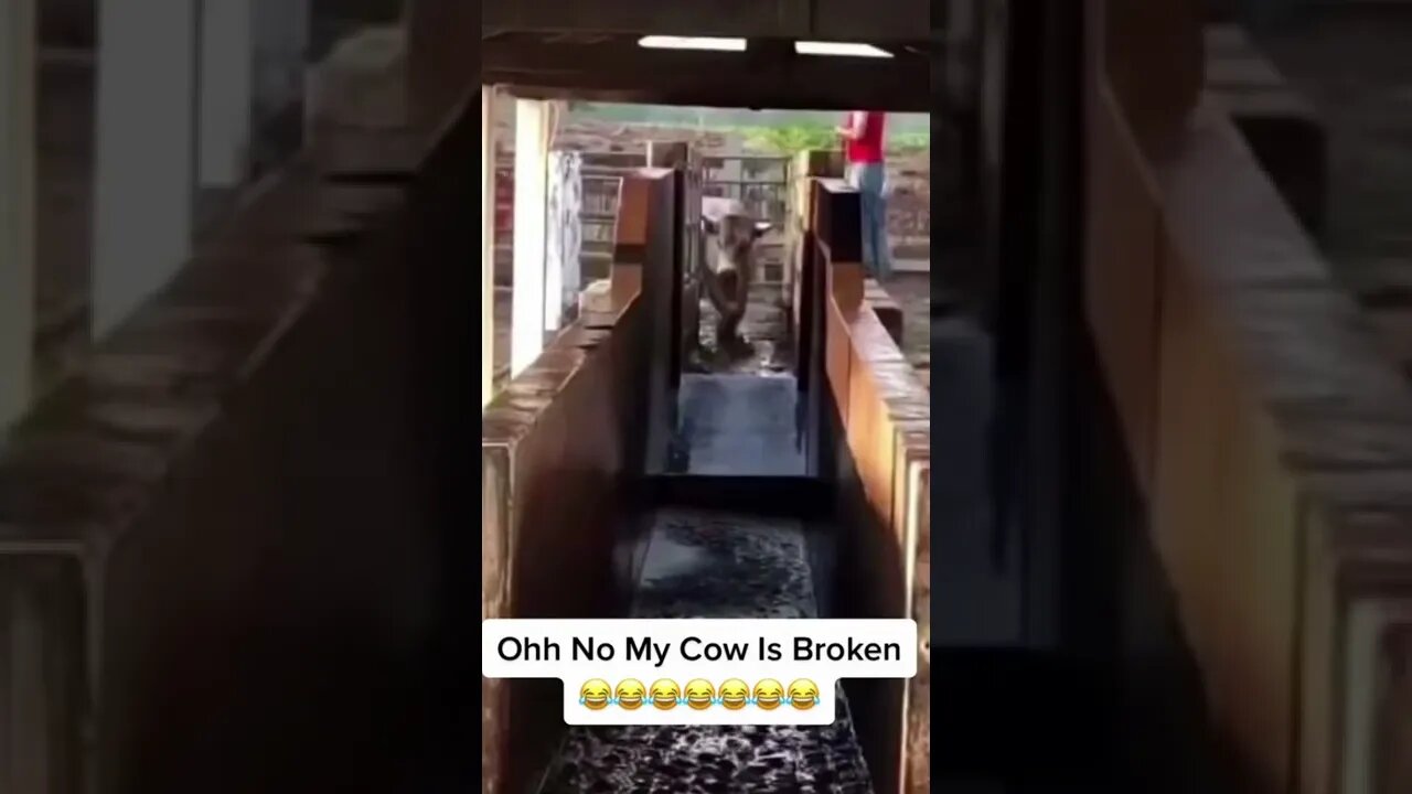 Is My Pug Broken?😹 - [try hard not to Laugh] 😂 - Funny Dumb Dog and Cat Videos Tommy Boy Pug