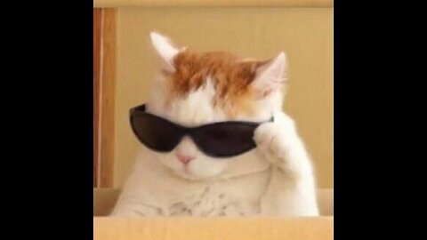 😹Cats Doing Cat Things😹