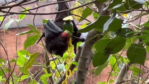 Walt Disney World Fruit Bat