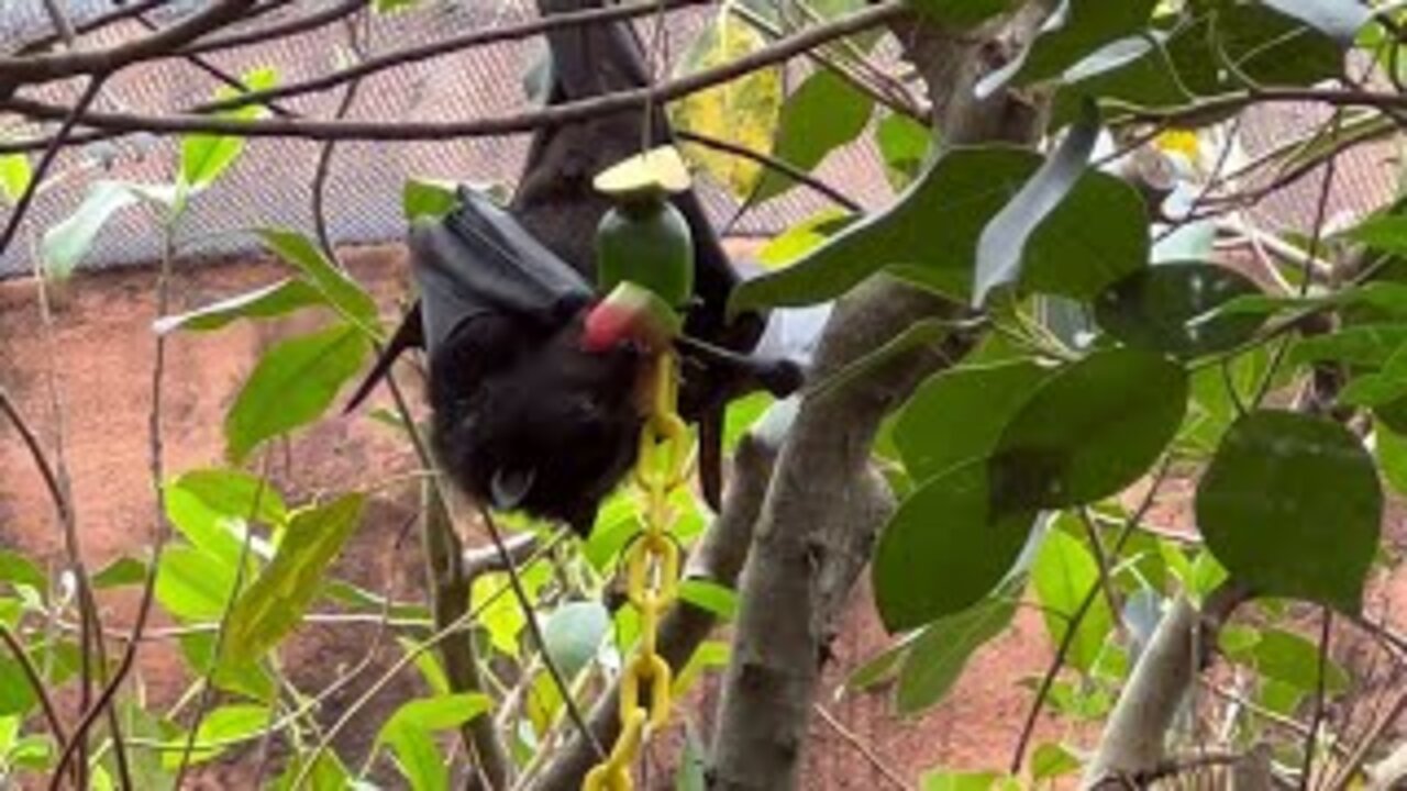 Walt Disney World Fruit Bat