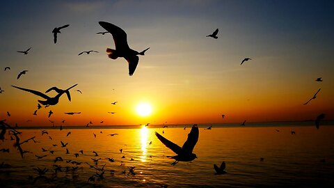 The Magnificent World of Birds with diverse Species