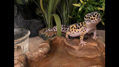 Ultimate funny lizard compilation!