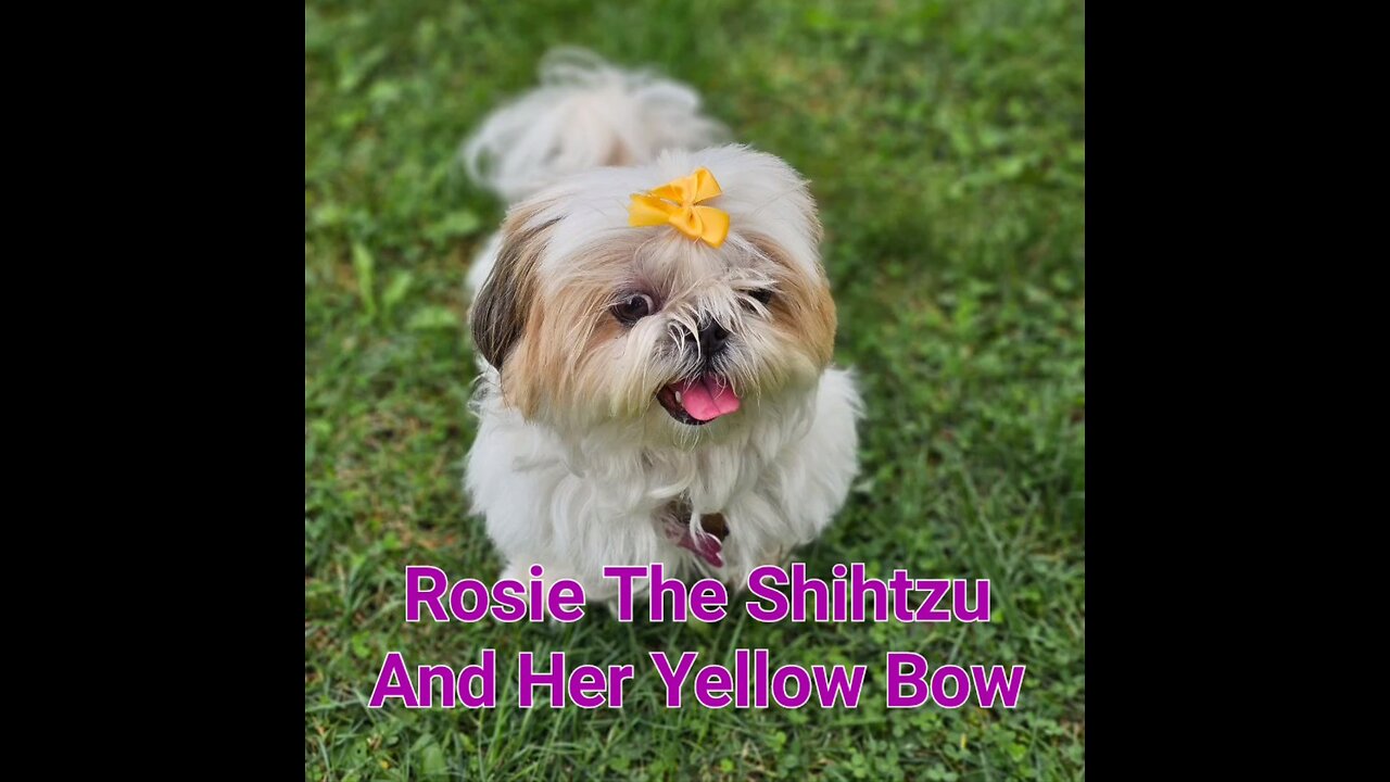 Rosie The Shihtzu And Her Yellow Bow