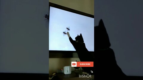 Gato brincando engraçado com a televisão. Gato vendo televisão. Gato pula na televisão. Bartolomeu 😺