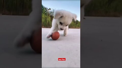These puppies had no chance 😆 #cute #funnyanimals #tiktok #funnyvideos #dog #viral