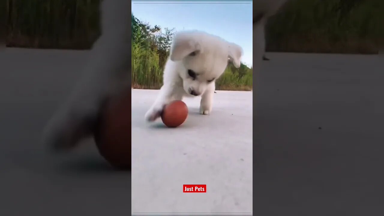 These puppies had no chance 😆 #cute #funnyanimals #tiktok #funnyvideos #dog #viral