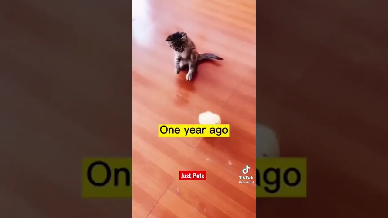 Who's Boss Now?? #shorts Funny animals Videos 2021