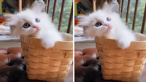 Little white cat is playing with cat toys