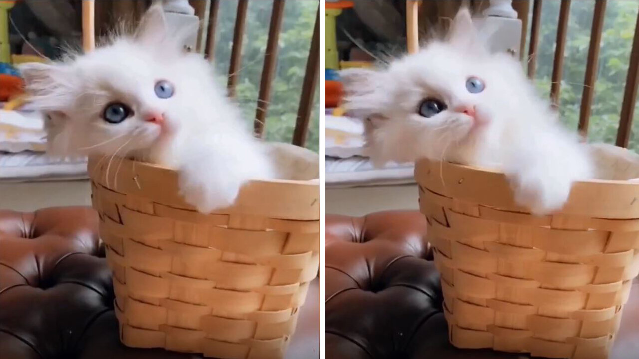 Little white cat is playing with cat toys