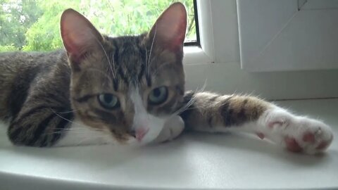 Kitten Hears a Cat and Answers