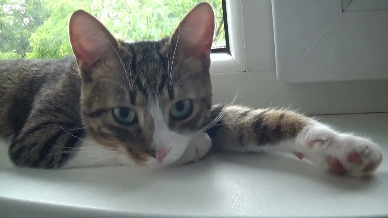 Kitten Hears a Cat and Answers