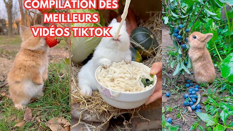 rabbit eating fruit