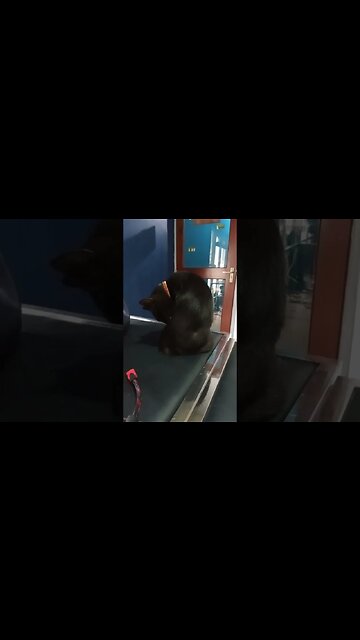 Black kitty cat cleaning her body.