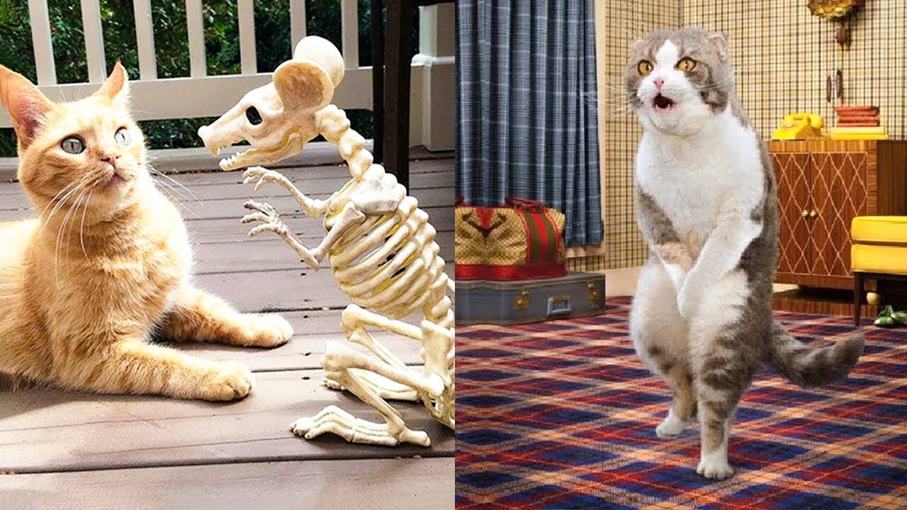 Cute Funny Animals Video| Funny Videos| Animals Completion 2022