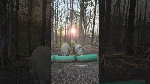 Feeding the Pigs at Sunrise @UncleTimsFarm #kärnəvór #carnivore #shorts #pigtalk