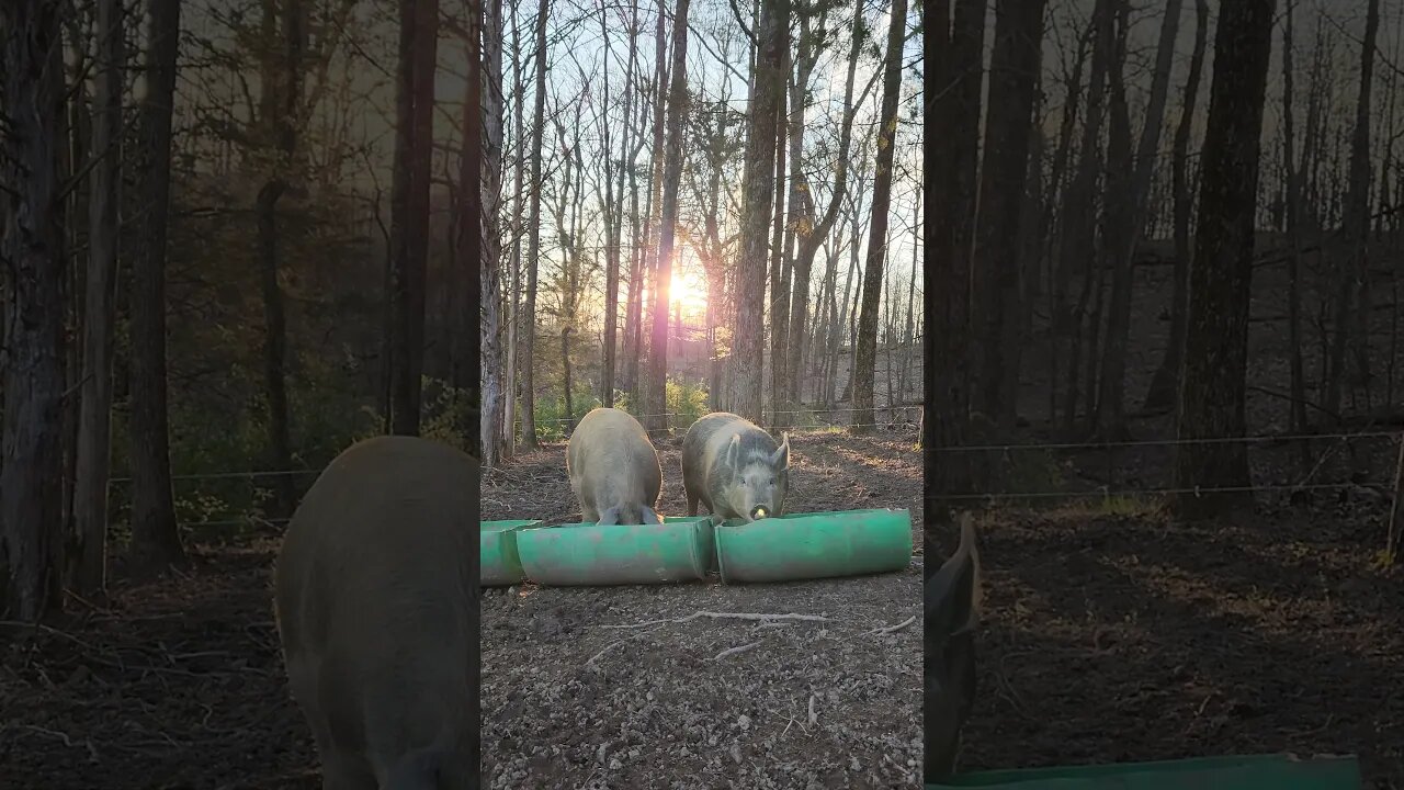 Feeding the Pigs at Sunrise @UncleTimsFarm #kärnəvór #carnivore #shorts #pigtalk