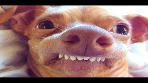 🤣 The Funny Dog Videos 2021 🐶
