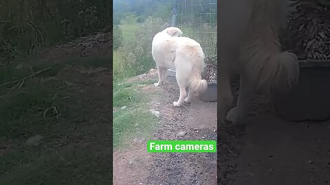 Farm cameras: monitoring animals