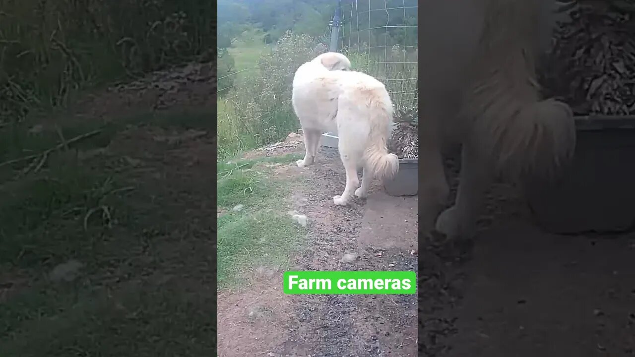 Farm cameras: monitoring animals
